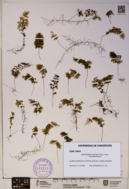 Hymenophyllum secundum [Espécimen: ]