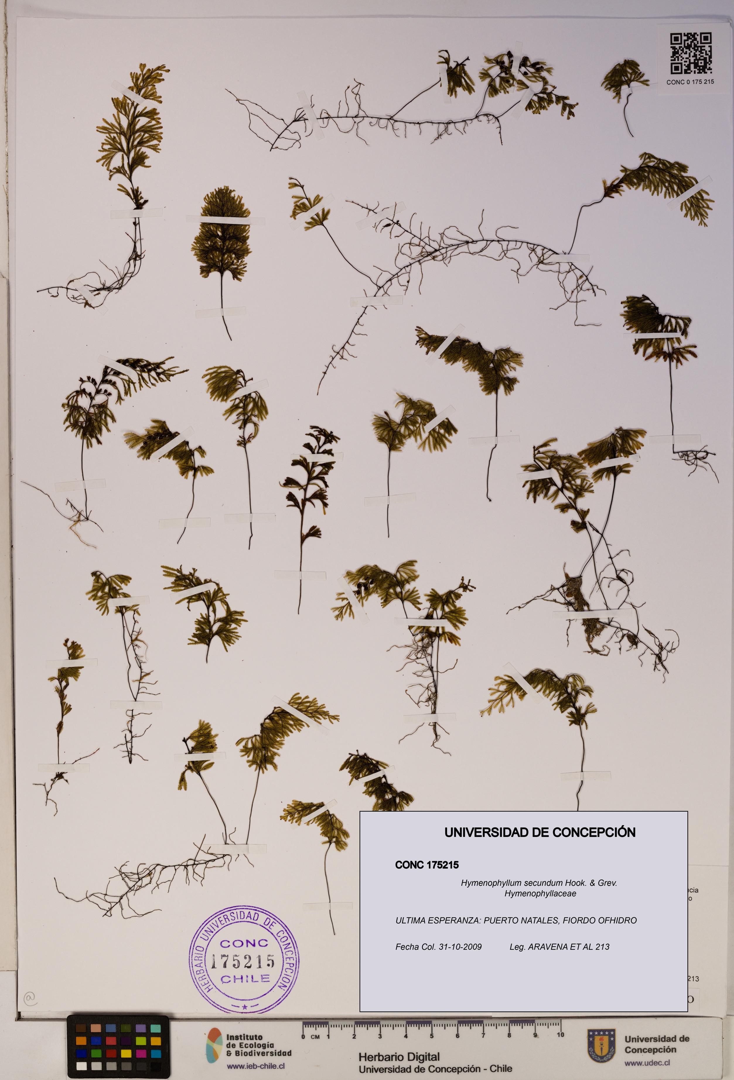 Hymenophyllum secundum [Espécimen: ]
