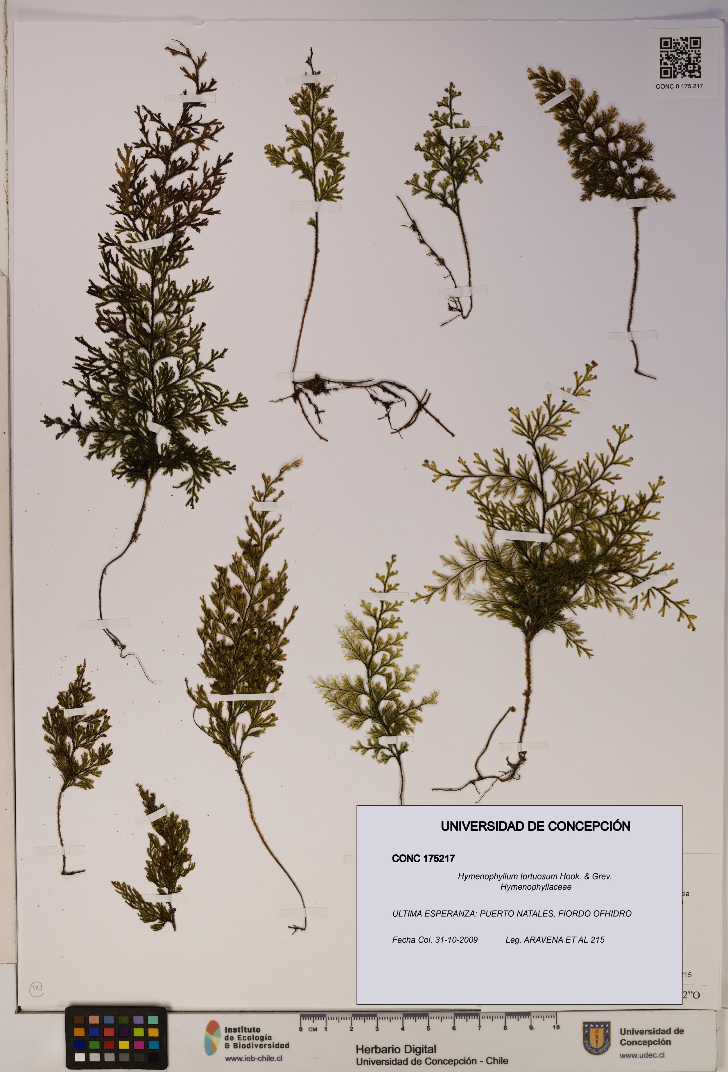 Hymenophyllum tortuosum [Espécimen: ]