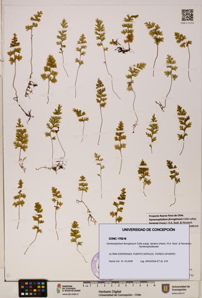 Hymenophyllum ferrugineum [Espécimen: UDEC:CONC:0175218]