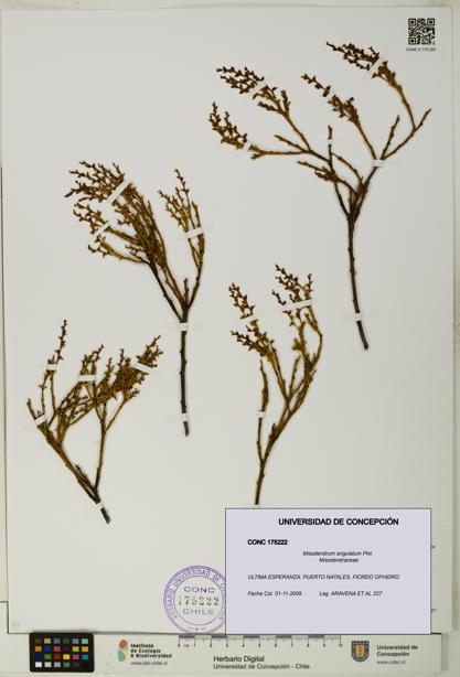 Misodendrum angulatum [Espécimen: UDEC:CONC:0175222]