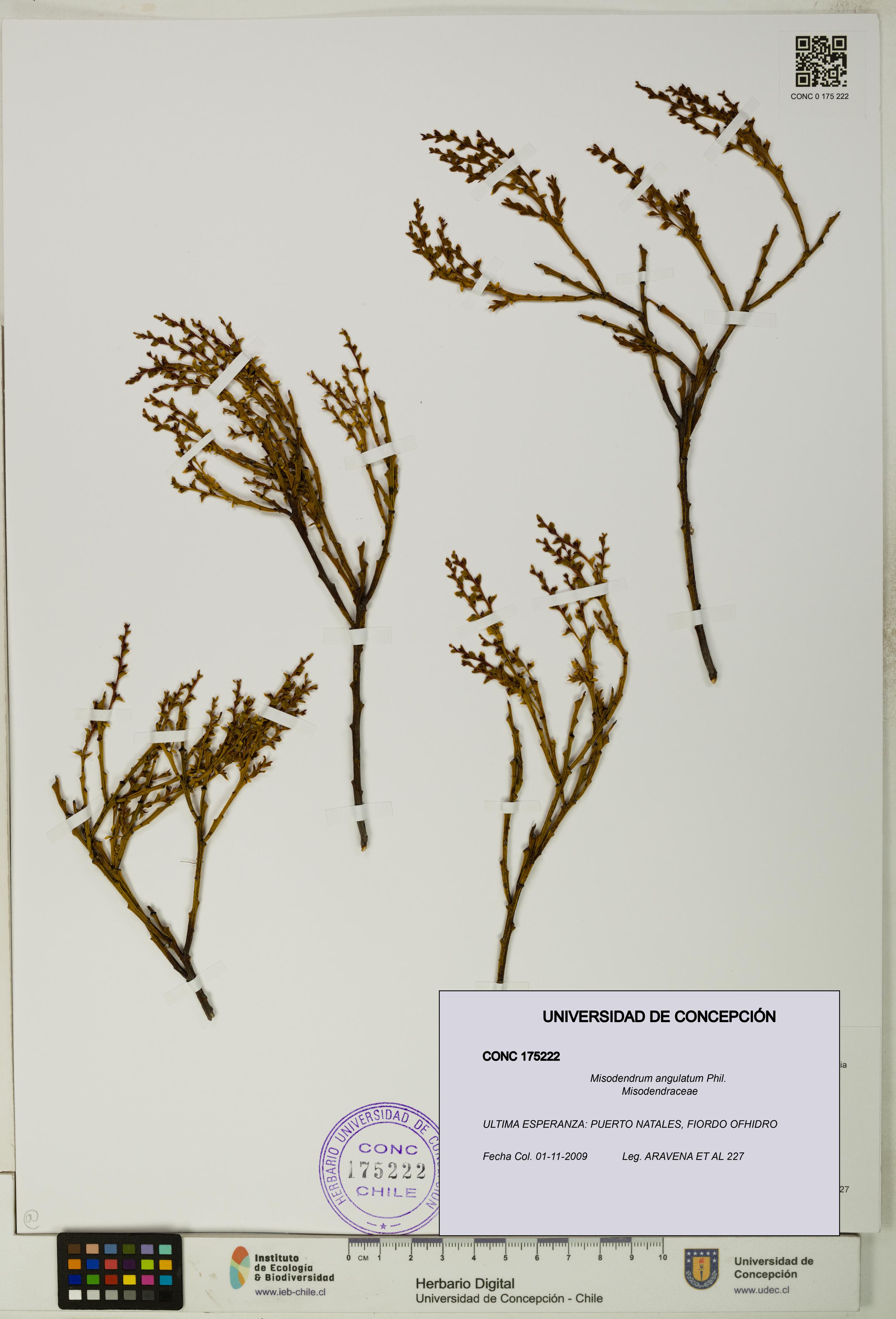 Misodendrum angulatum [Espécimen: UDEC:CONC:0175222]