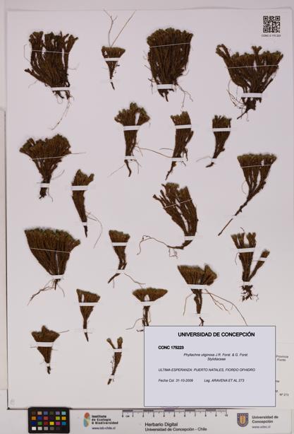 Phyllachne uliginosa [Espécimen: UDEC:CONC:0175223]