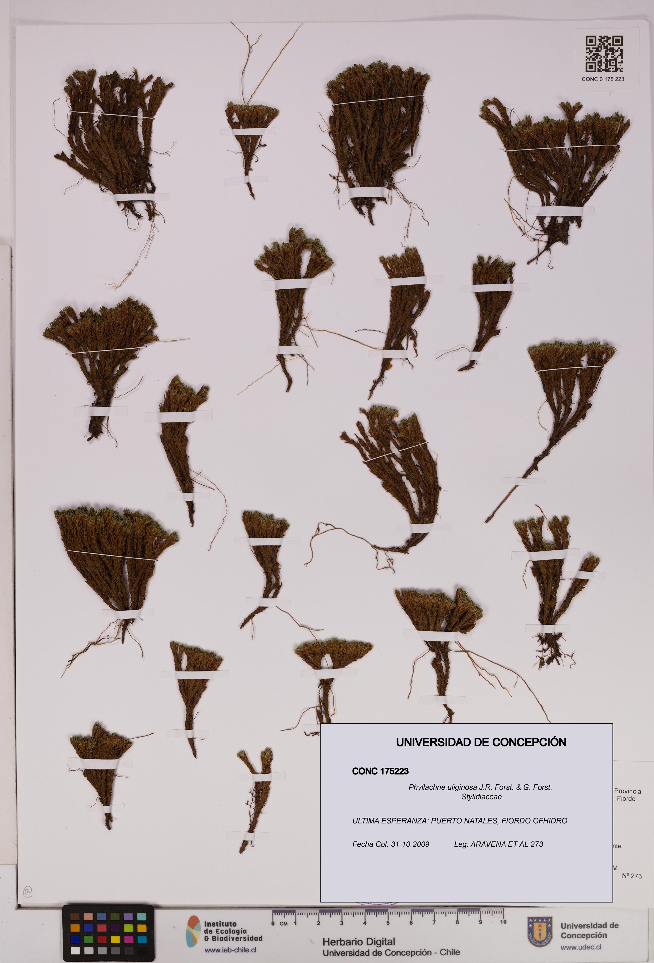 Phyllachne uliginosa [Espécimen: UDEC:CONC:0175223]