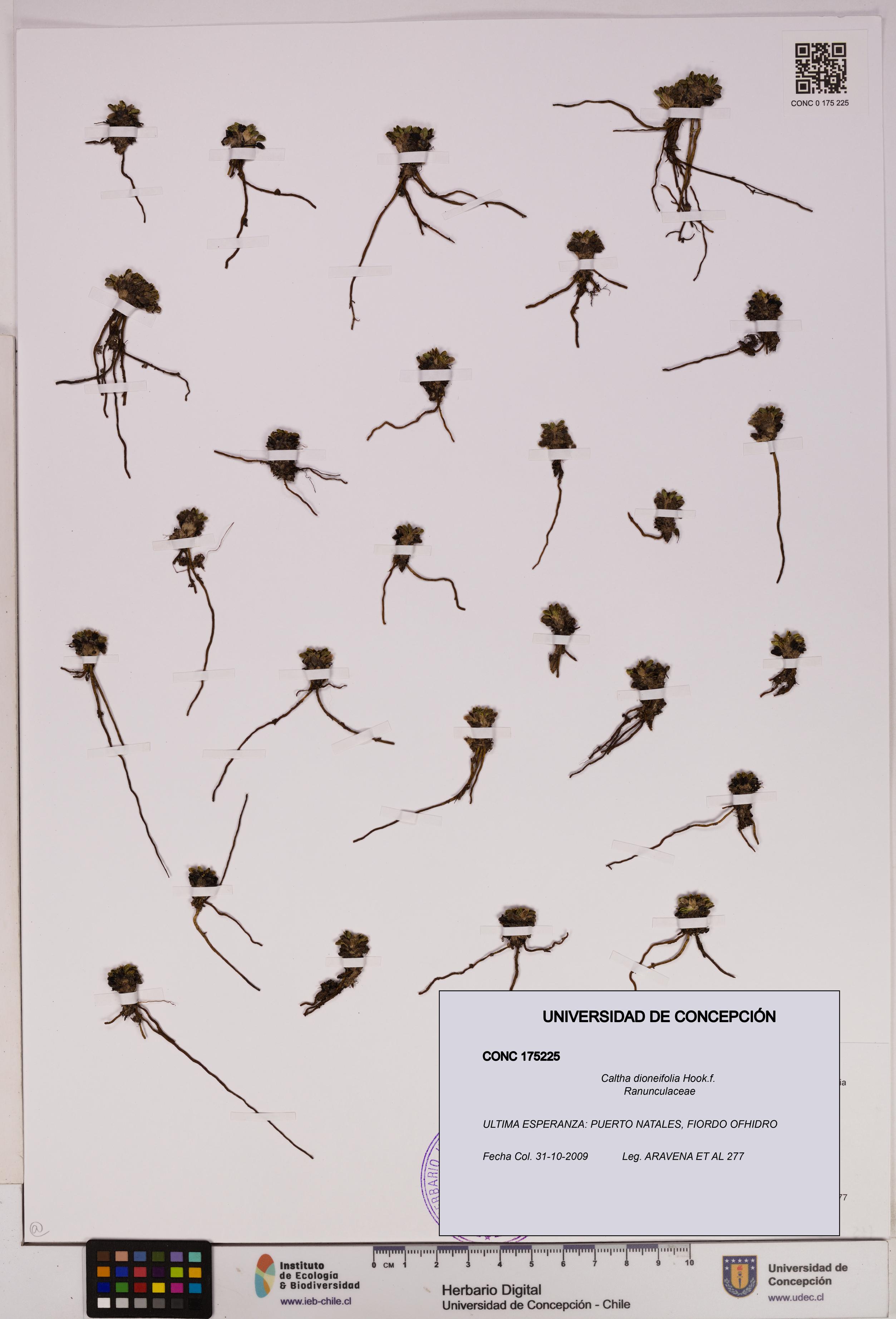 Caltha dioneifolia [Espécimen: UDEC:CONC:0175225]