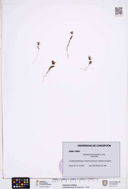 Abrotanella submarginata [Espécimen: ]