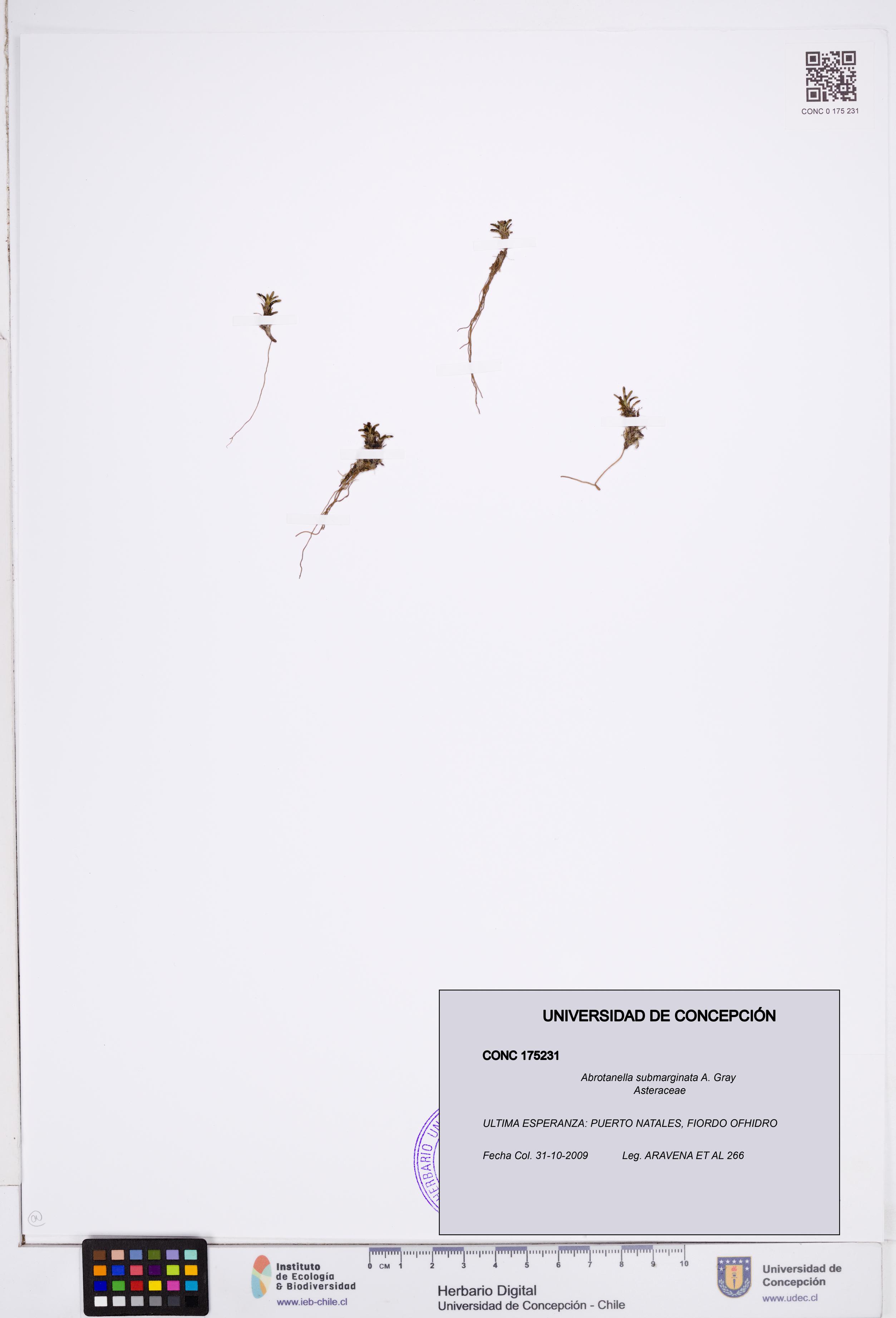 Abrotanella submarginata [Espécimen: ]