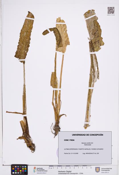 Senecio smithii [Espécimen: ]