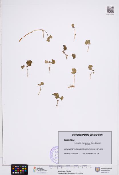 Hydrocotyle chamaemorus [Espécimen: ]