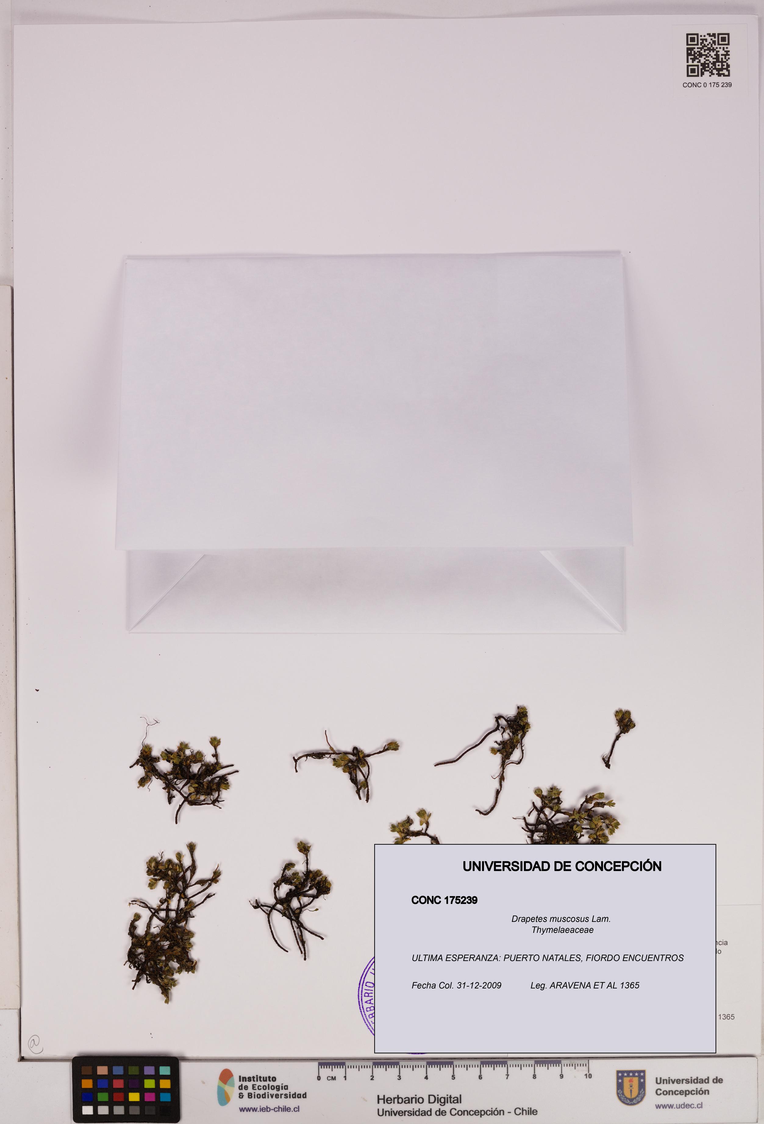 Drapetes muscosus [Espécimen: UDEC:CONC:0175239]