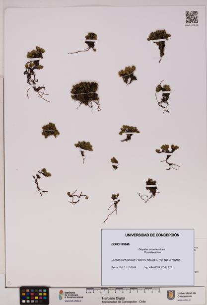 Drapetes muscosus [Espécimen: UDEC:CONC:0175240]