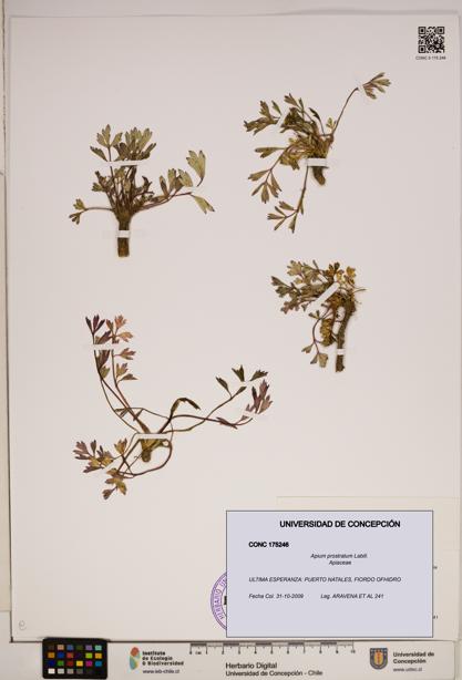 Apium prostratum [Espécimen: ]