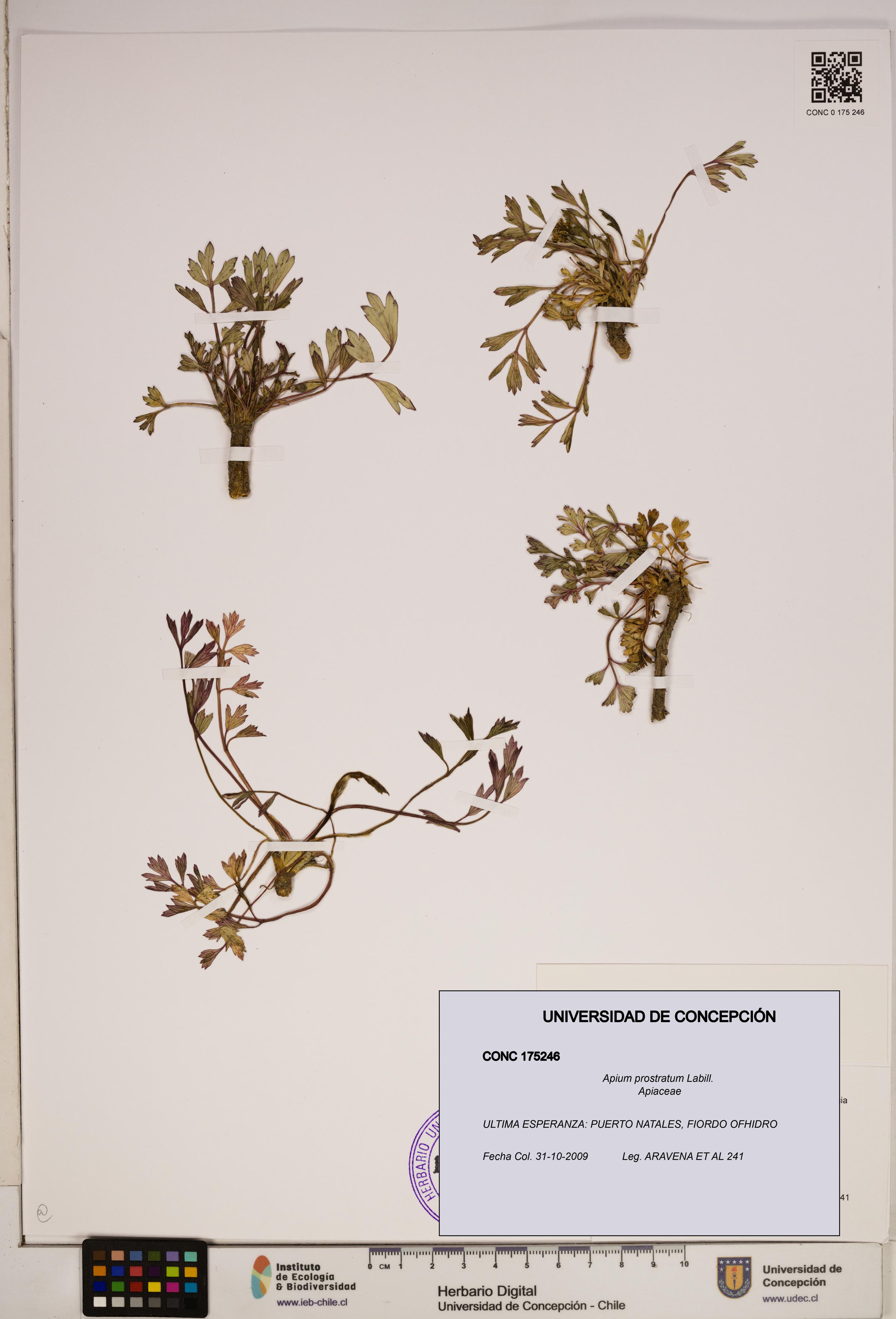 Apium prostratum [Espécimen: ]