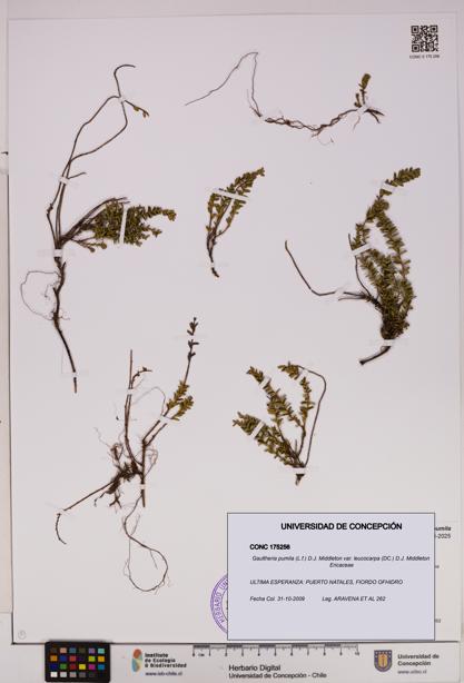 Gaultheria pumila var. leucocarpa [Espécimen: UDEC:CONC:0175256]
