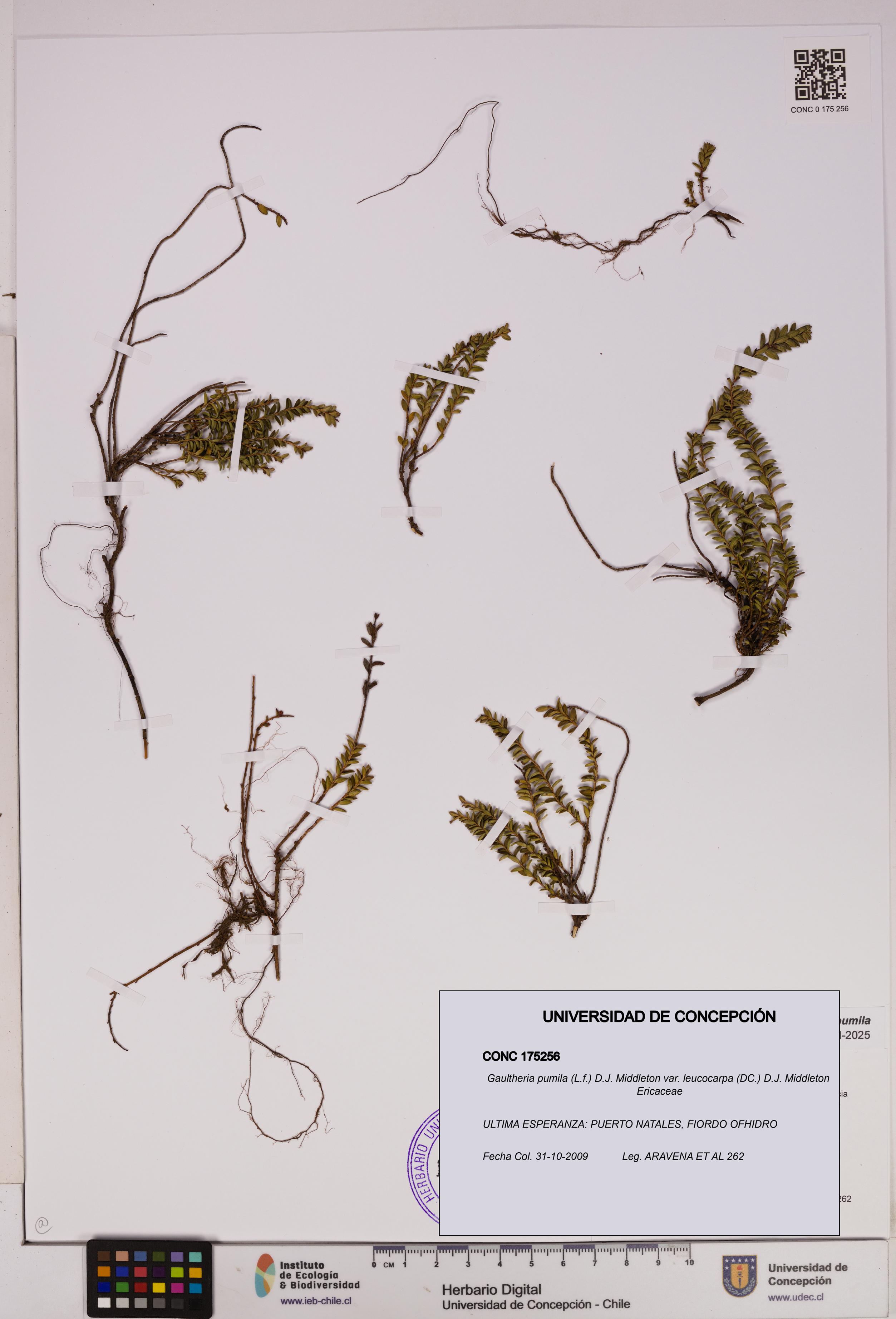 Gaultheria pumila var. leucocarpa [Espécimen: UDEC:CONC:0175256]