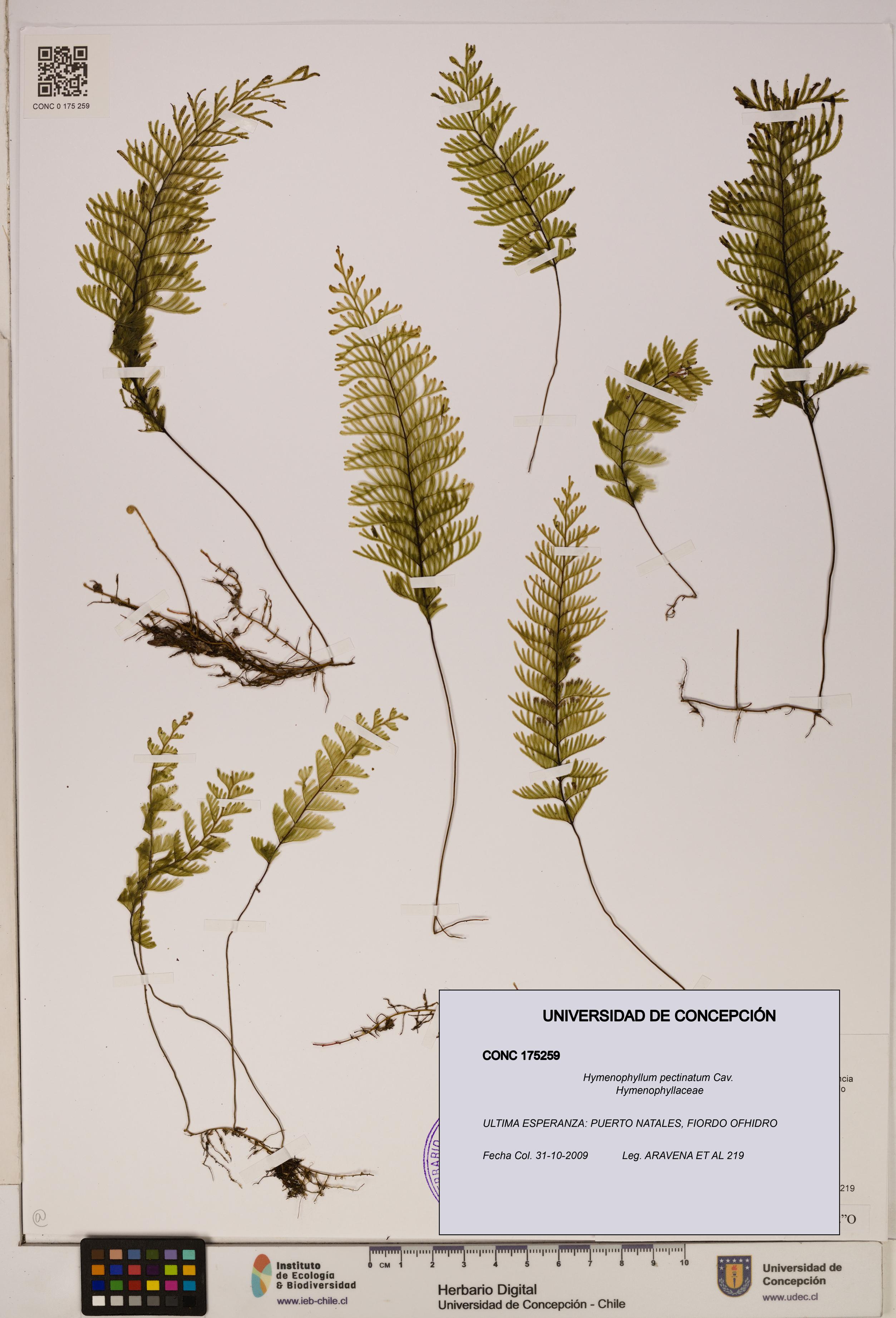 Hymenophyllum pectinatum [Espécimen: ]