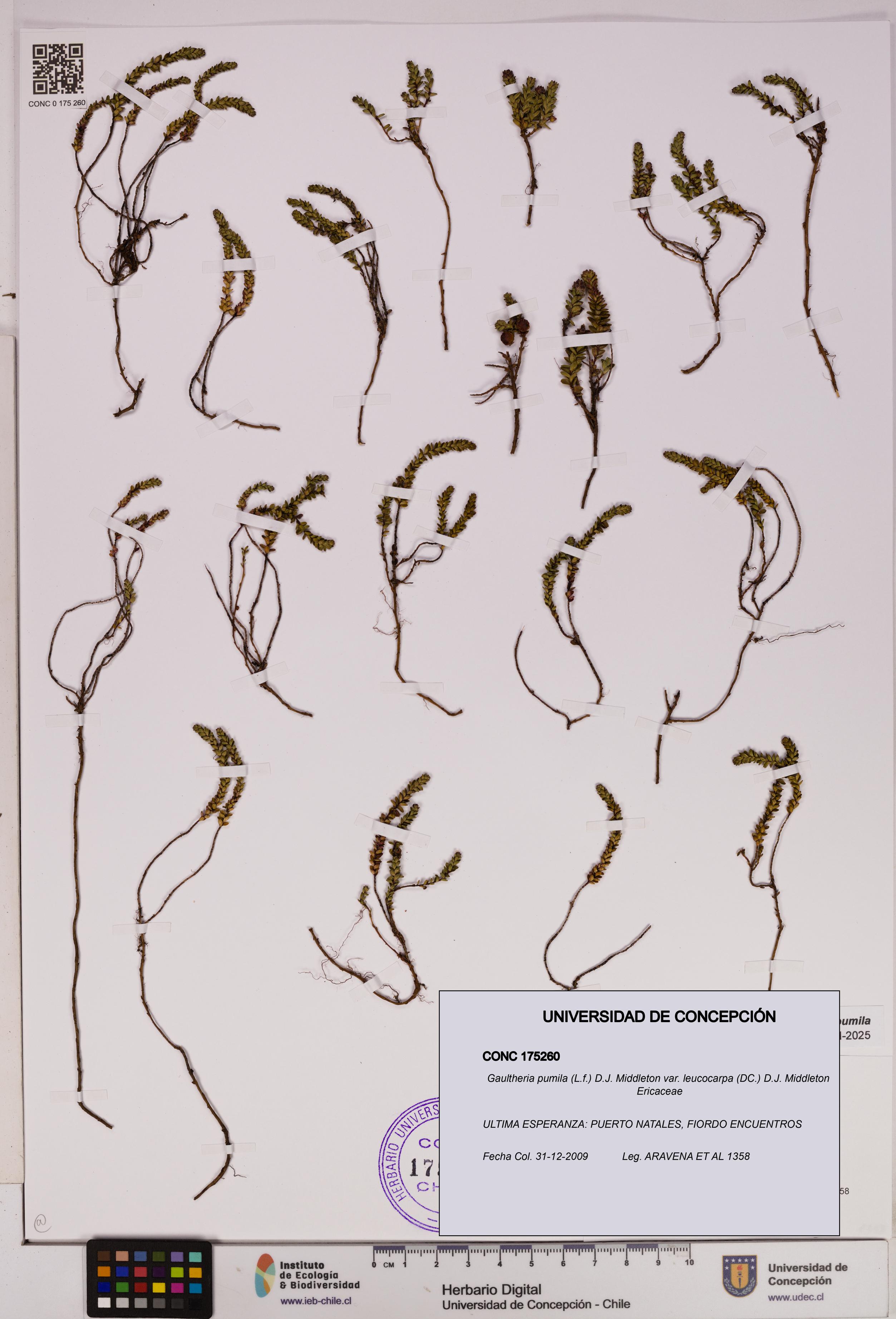 Gaultheria pumila var. leucocarpa [Espécimen: UDEC:CONC:0175260]
