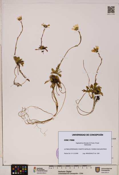 Haplosticha trifurcata [Espécimen: UDEC:CONC:0175262]