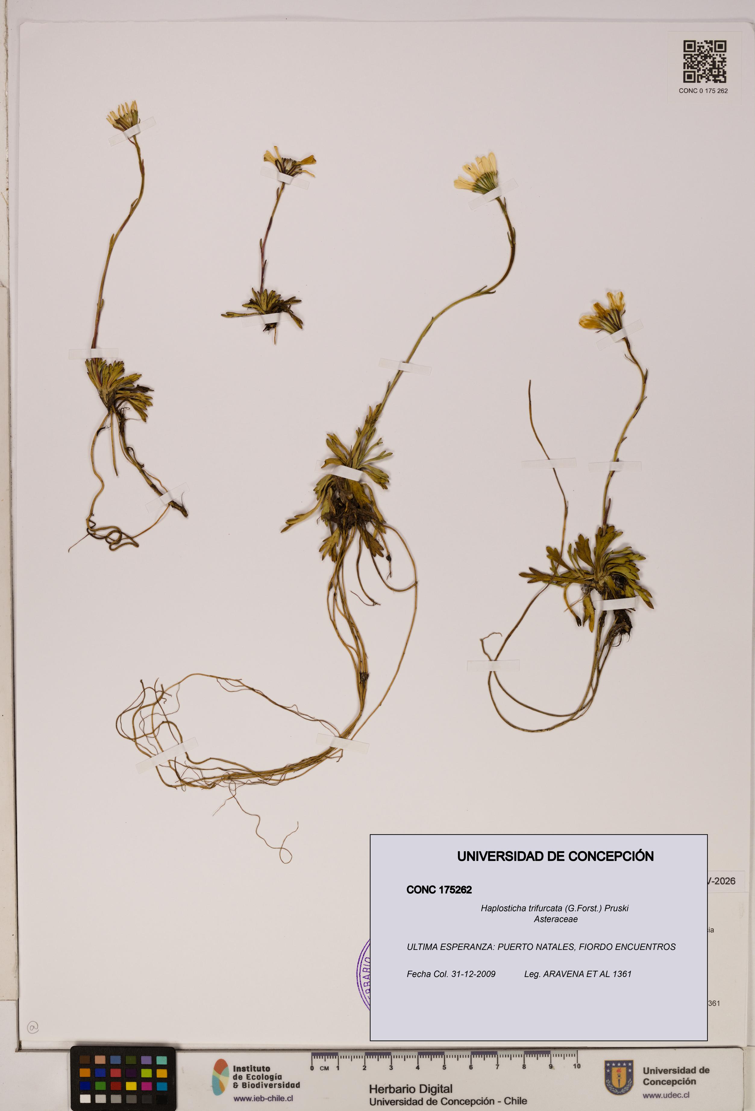 Haplosticha trifurcata [Espécimen: UDEC:CONC:0175262]