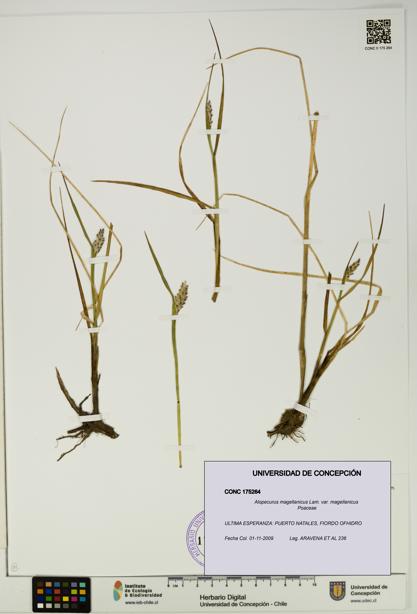 Alopecurus magellanicus var. magellanicus [Espécimen: UDEC:CONC:0175264]