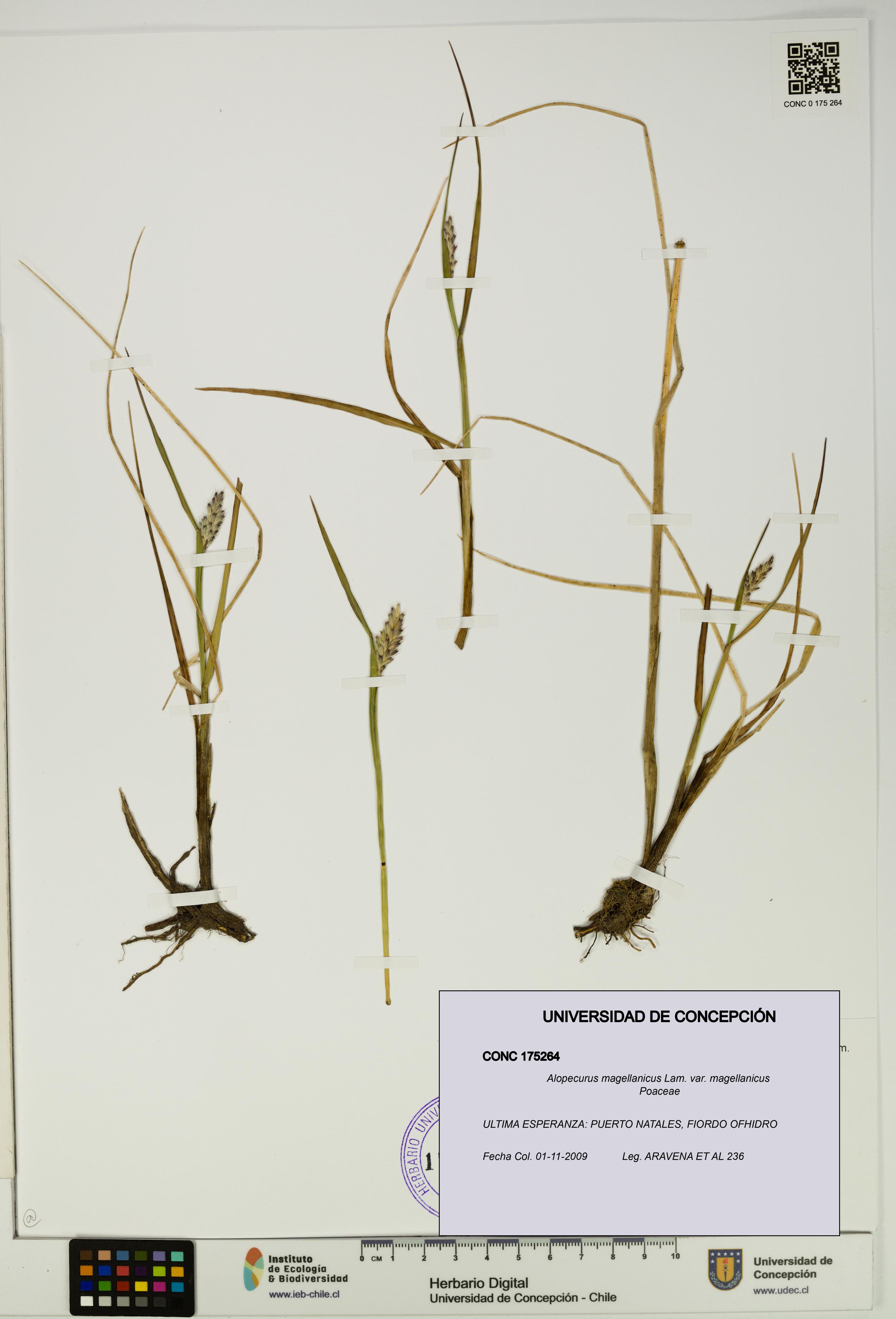 Alopecurus magellanicus var. magellanicus [Espécimen: UDEC:CONC:0175264]