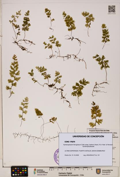 Hymenophyllum ferrugineum [Espécimen: UDEC:CONC:0175270]
