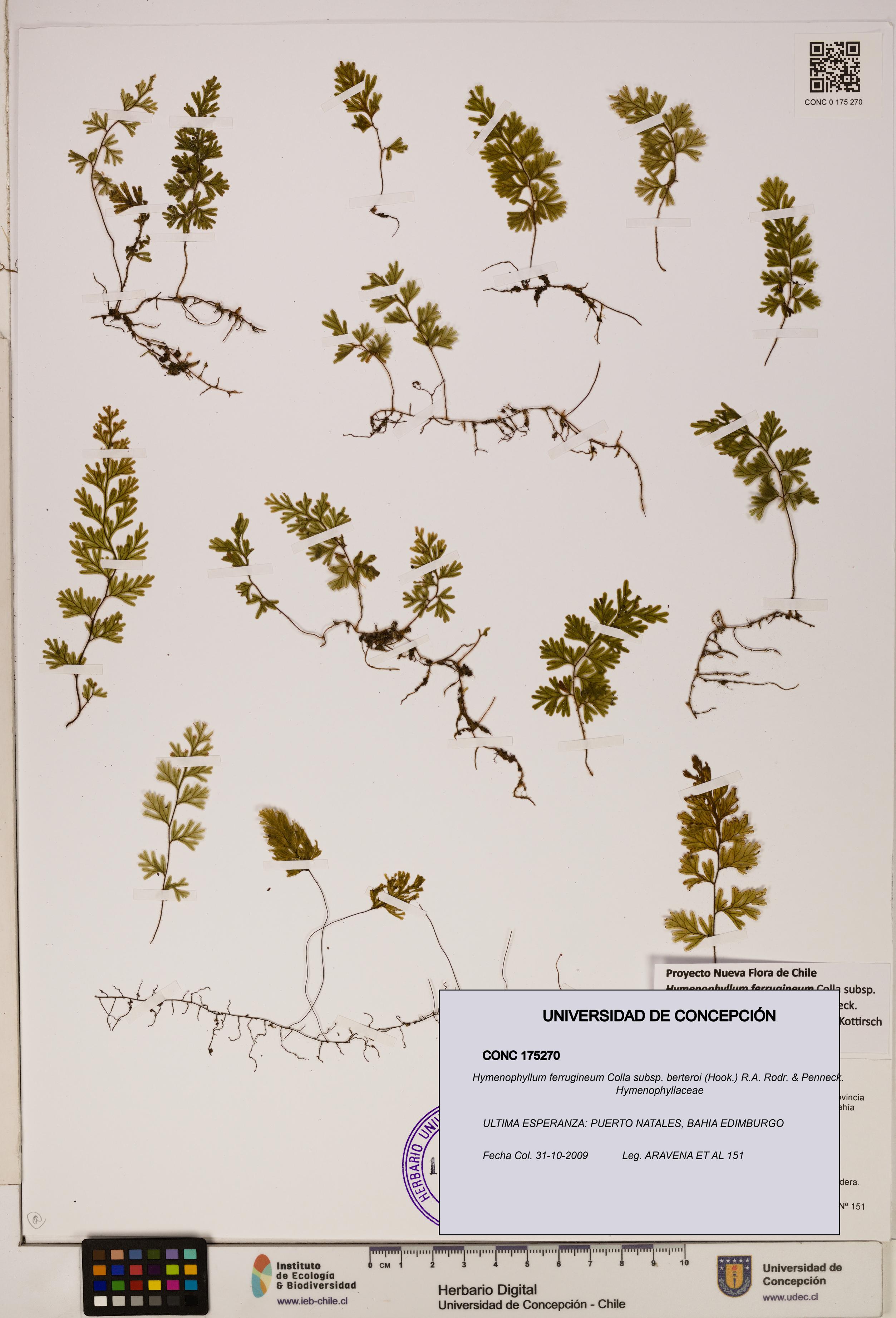Hymenophyllum ferrugineum [Espécimen: UDEC:CONC:0175270]