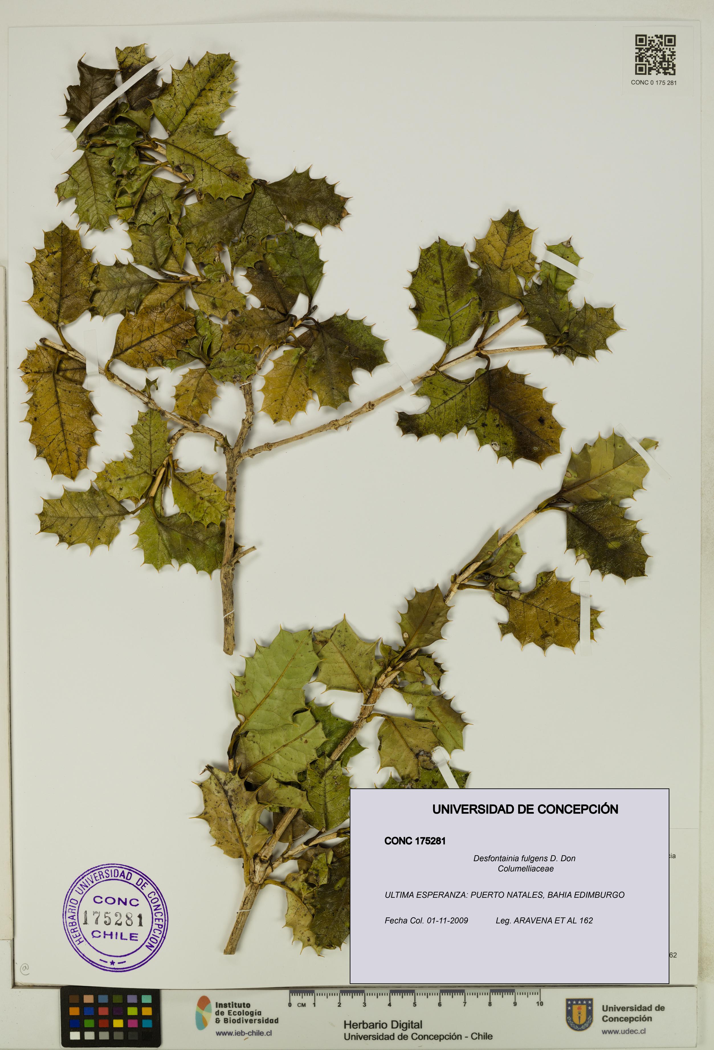 Desfontainia fulgens [Espécimen: UDEC:CONC:0175281]
