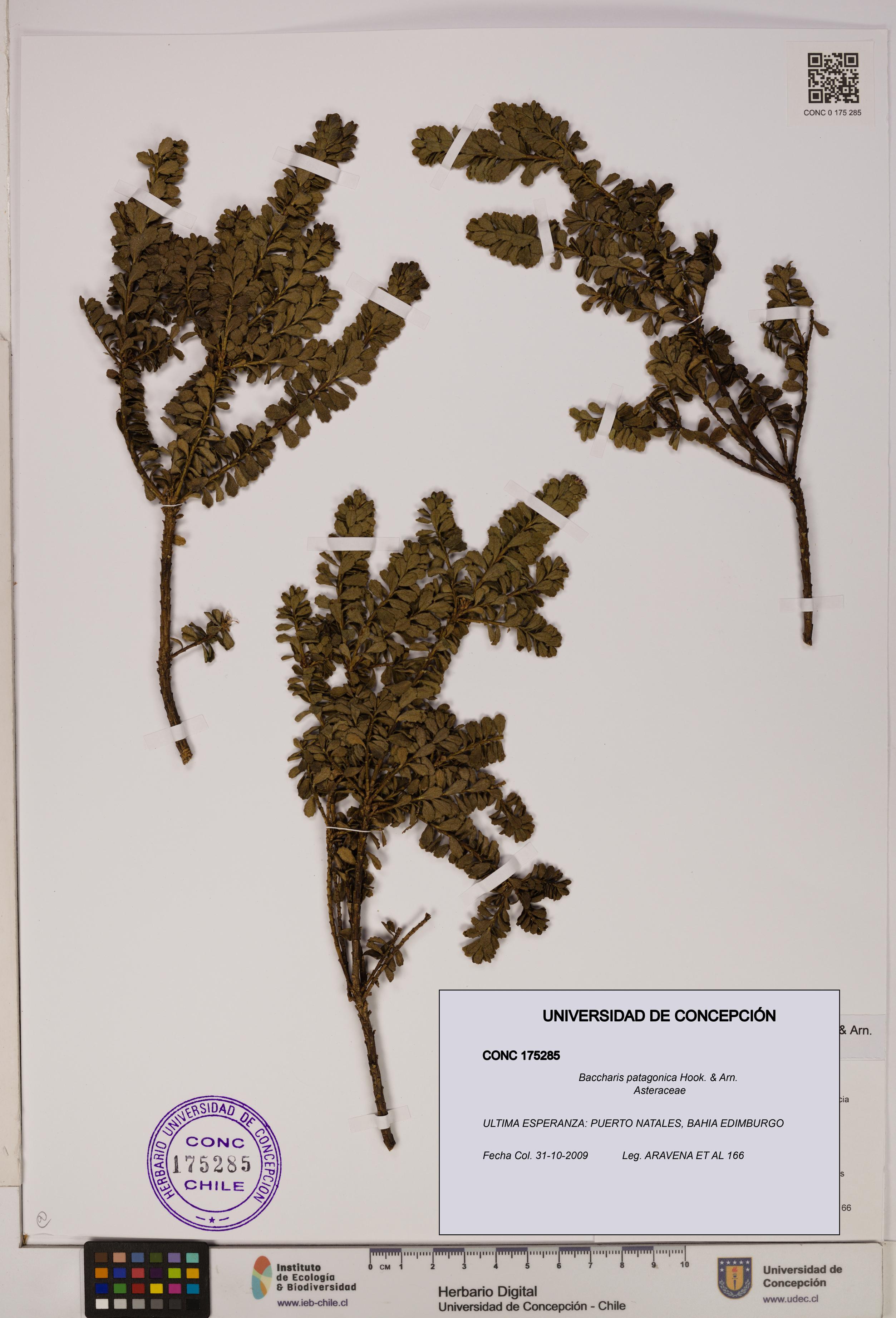 Baccharis patagonica [Espécimen: UDEC:CONC:0175285]