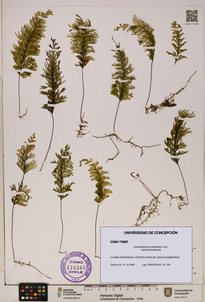 Hymenophyllum pectinatum [Espécimen: ]