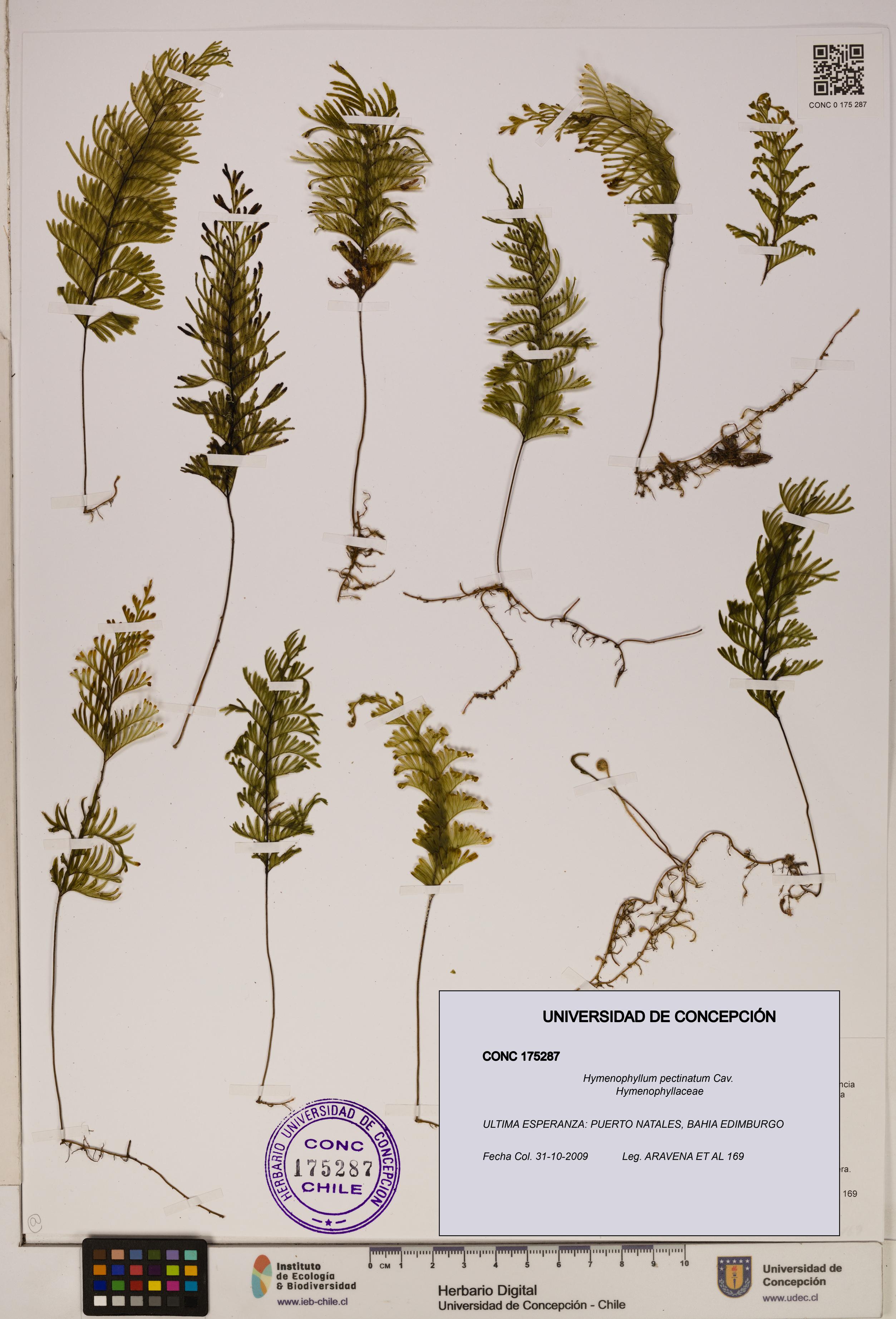 Hymenophyllum pectinatum [Espécimen: ]