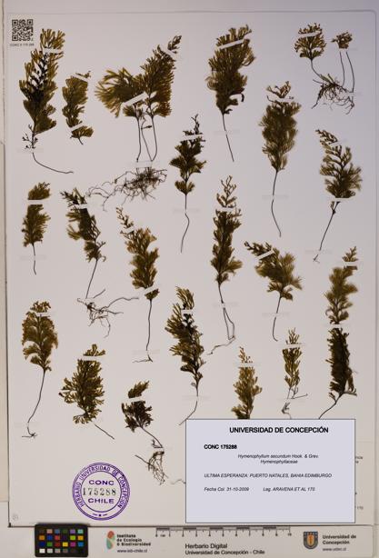 Hymenophyllum secundum [Espécimen: ]