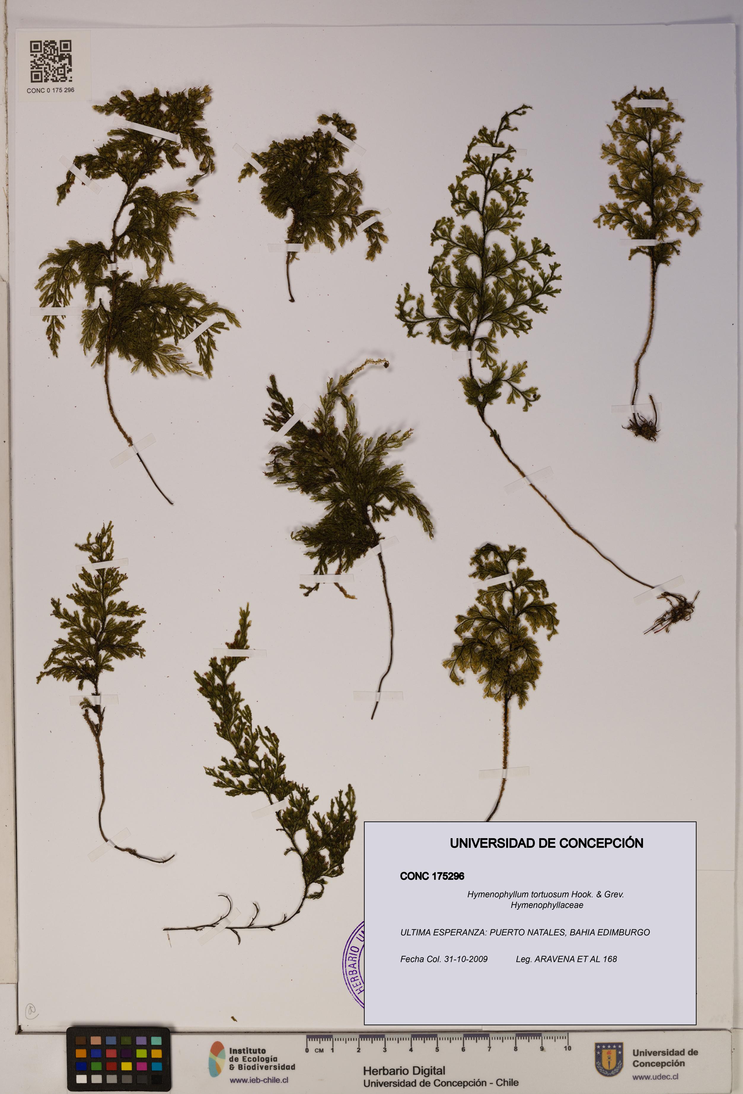 Hymenophyllum tortuosum [Espécimen: ]