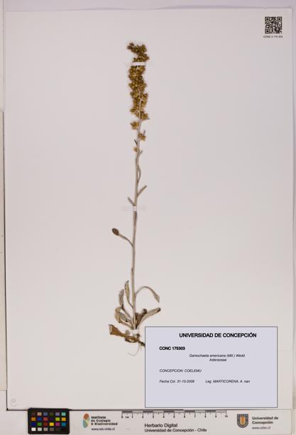 Gamochaeta americana [Espécimen: UDEC:CONC:0175303]