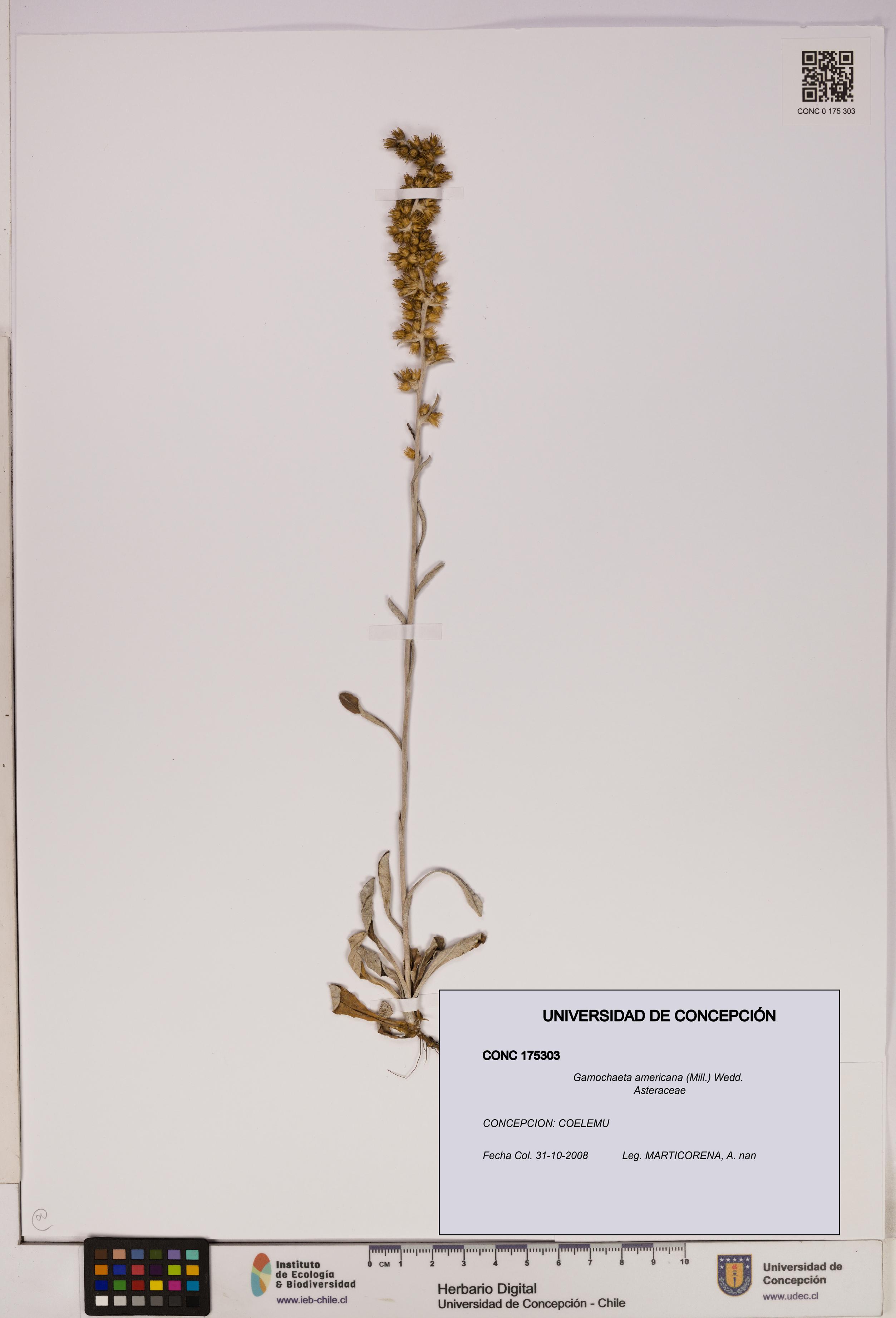 Gamochaeta americana [Espécimen: UDEC:CONC:0175303]