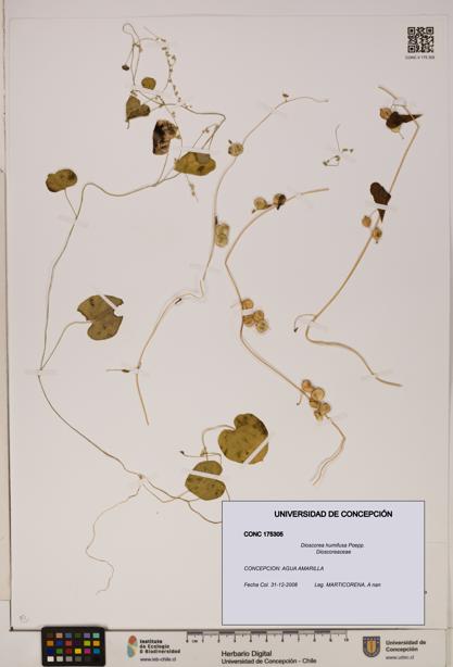 Dioscorea humifusa [Espécimen: ]