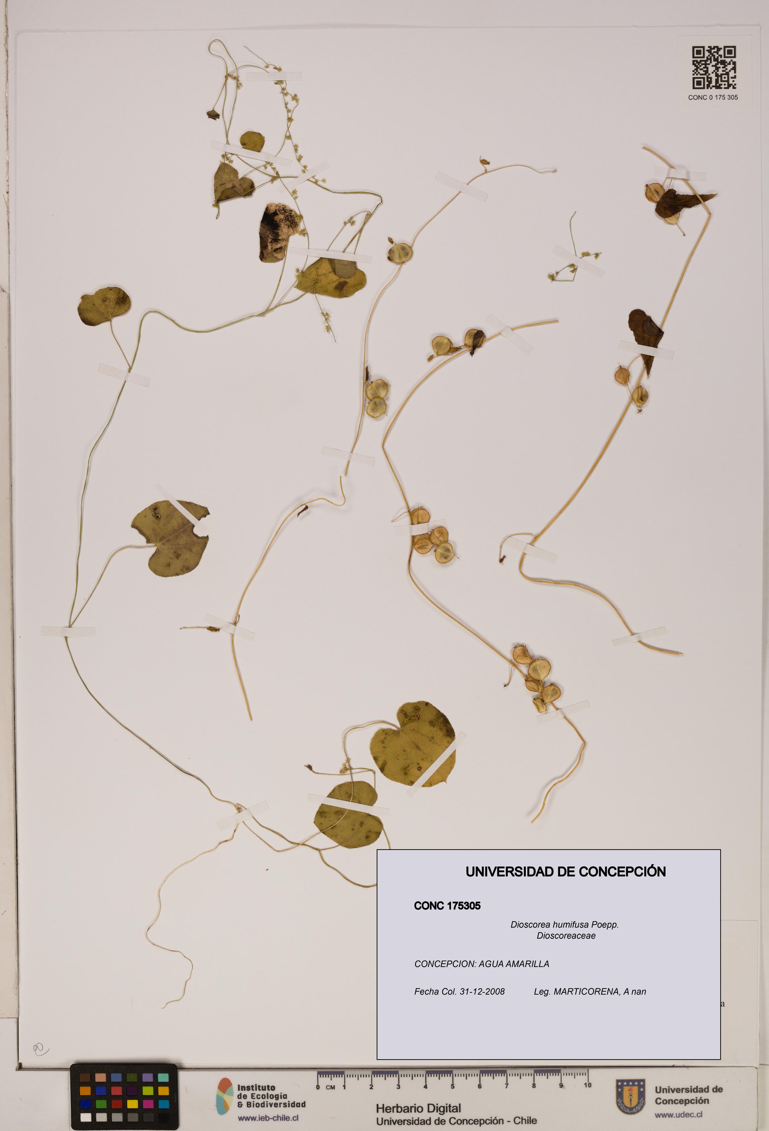 Dioscorea humifusa [Espécimen: ]