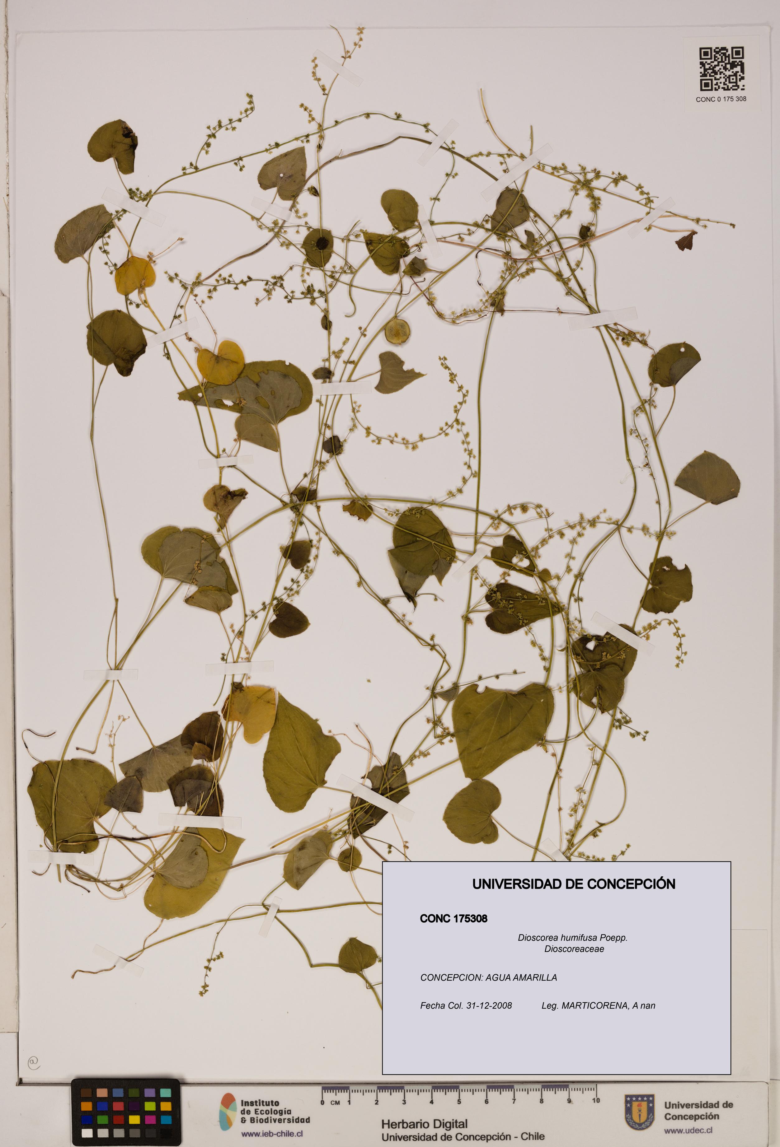 Dioscorea humifusa [Espécimen: ]