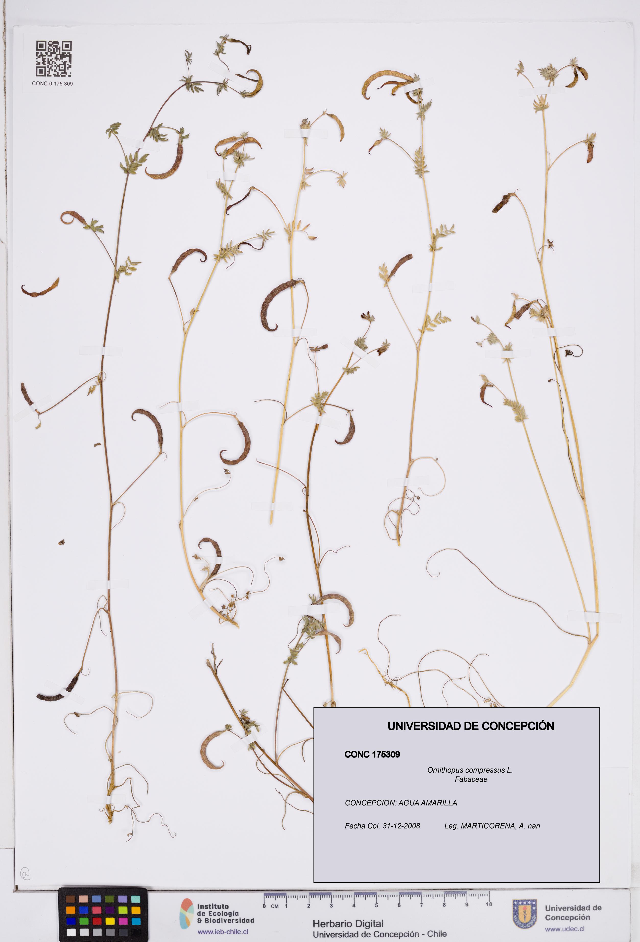 Ornithopus compressus [Espécimen: ]