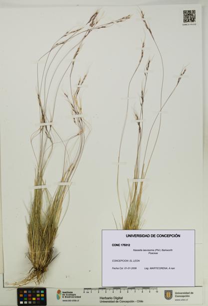 Nassella laevissima [Espécimen: UDEC:CONC:0175312]