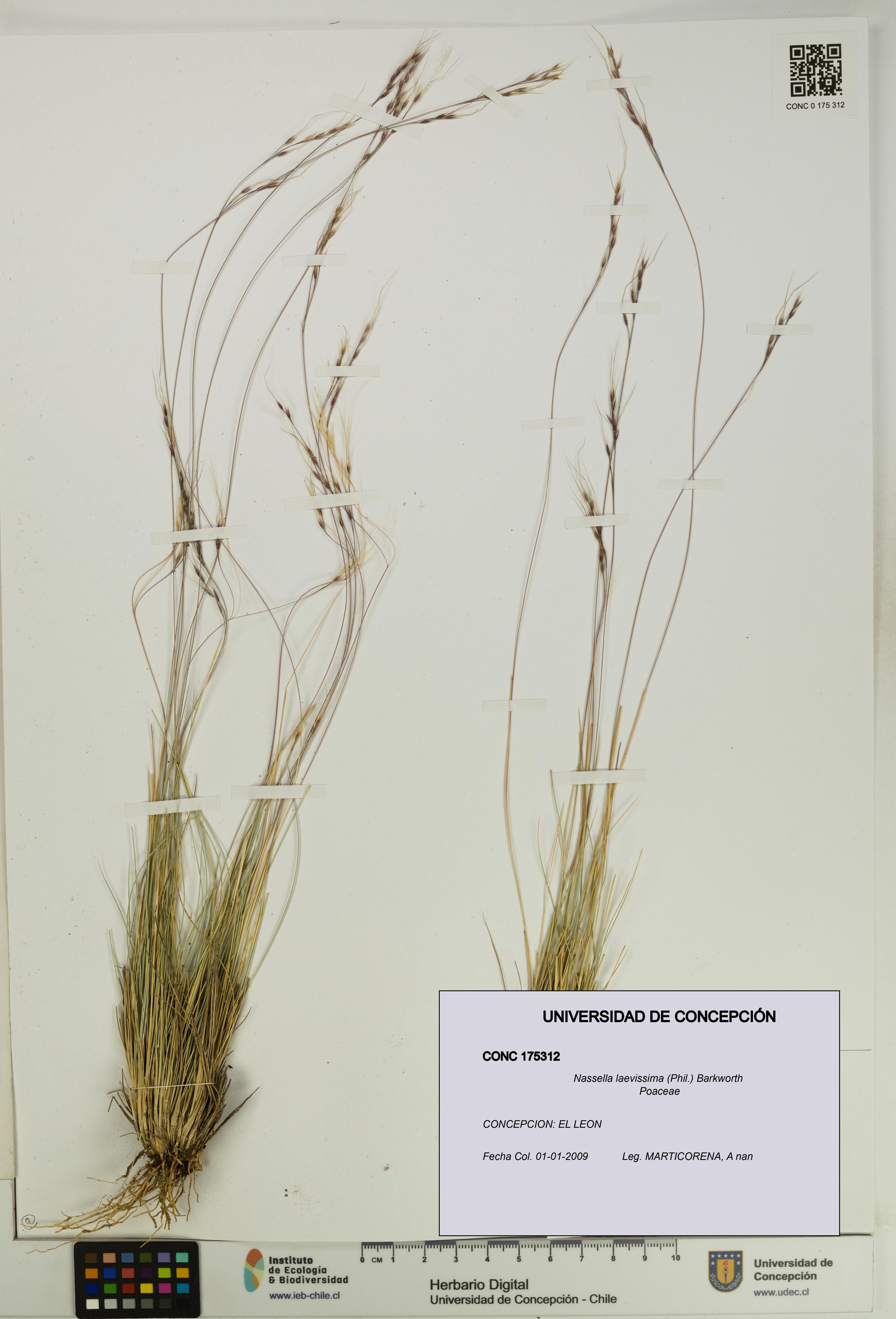 Nassella laevissima [Espécimen: UDEC:CONC:0175312]