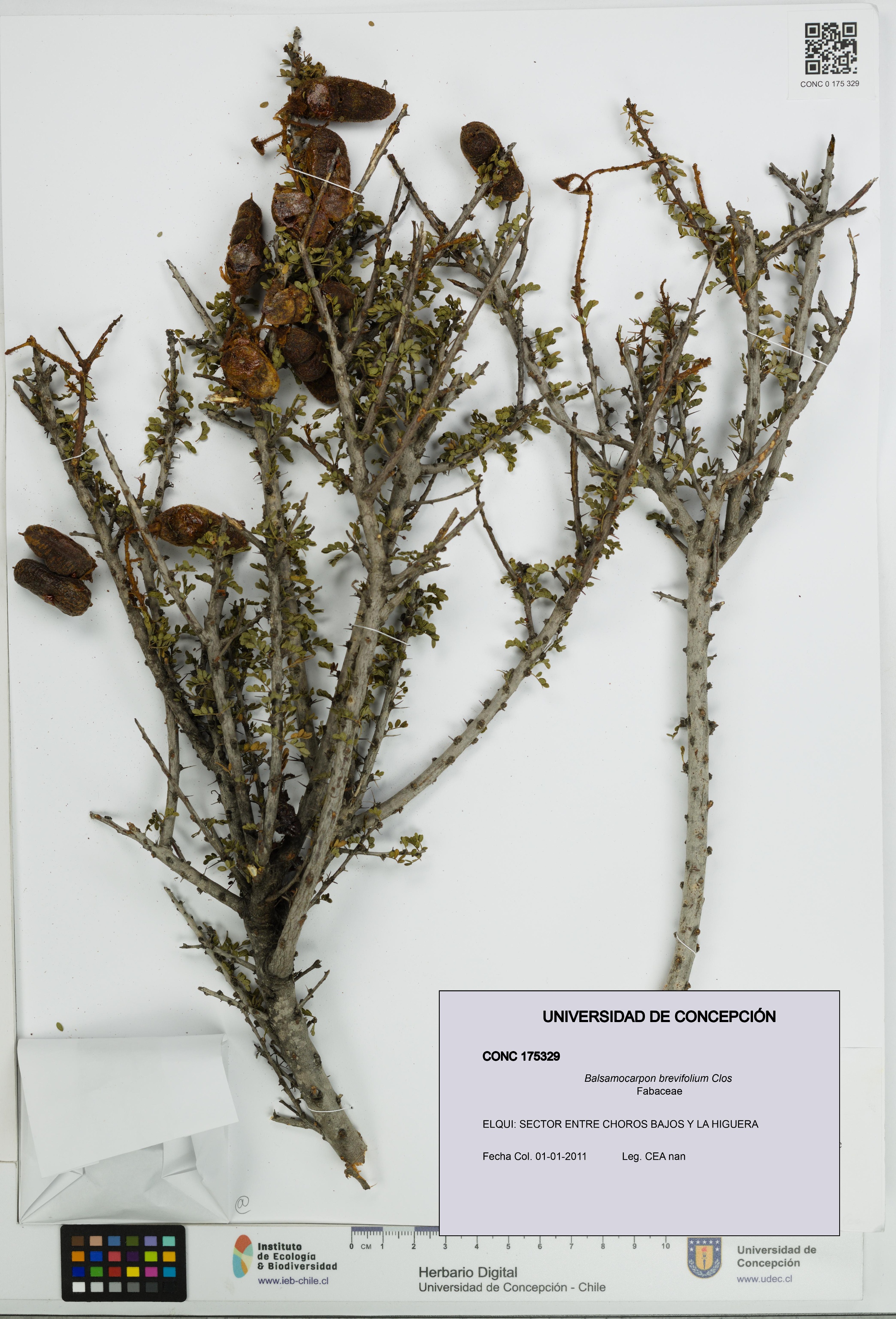 Balsamocarpon brevifolium [Espécimen: UDEC:CONC:0175329]