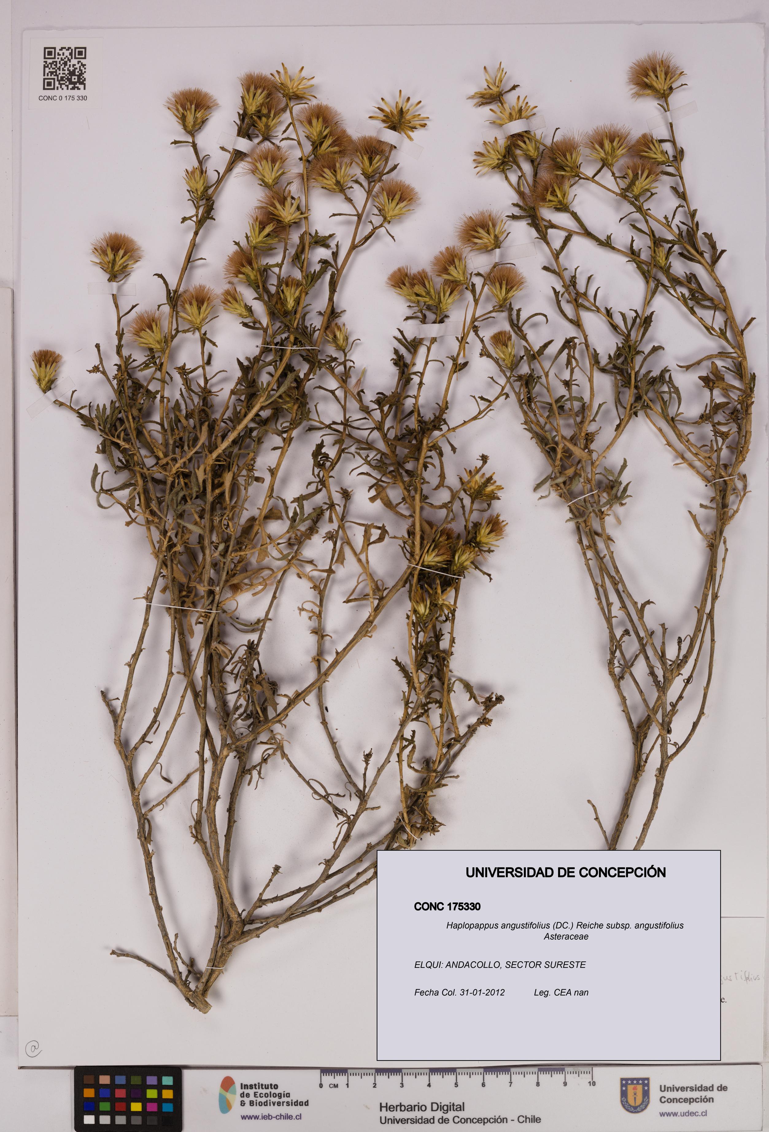 Haplopappus angustifolius subsp. angustifolius [Espécimen: UDEC:CONC:0175330]