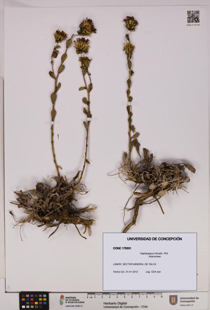 Haplopappus litoralis [Espécimen: UDEC:CONC:0175331]
