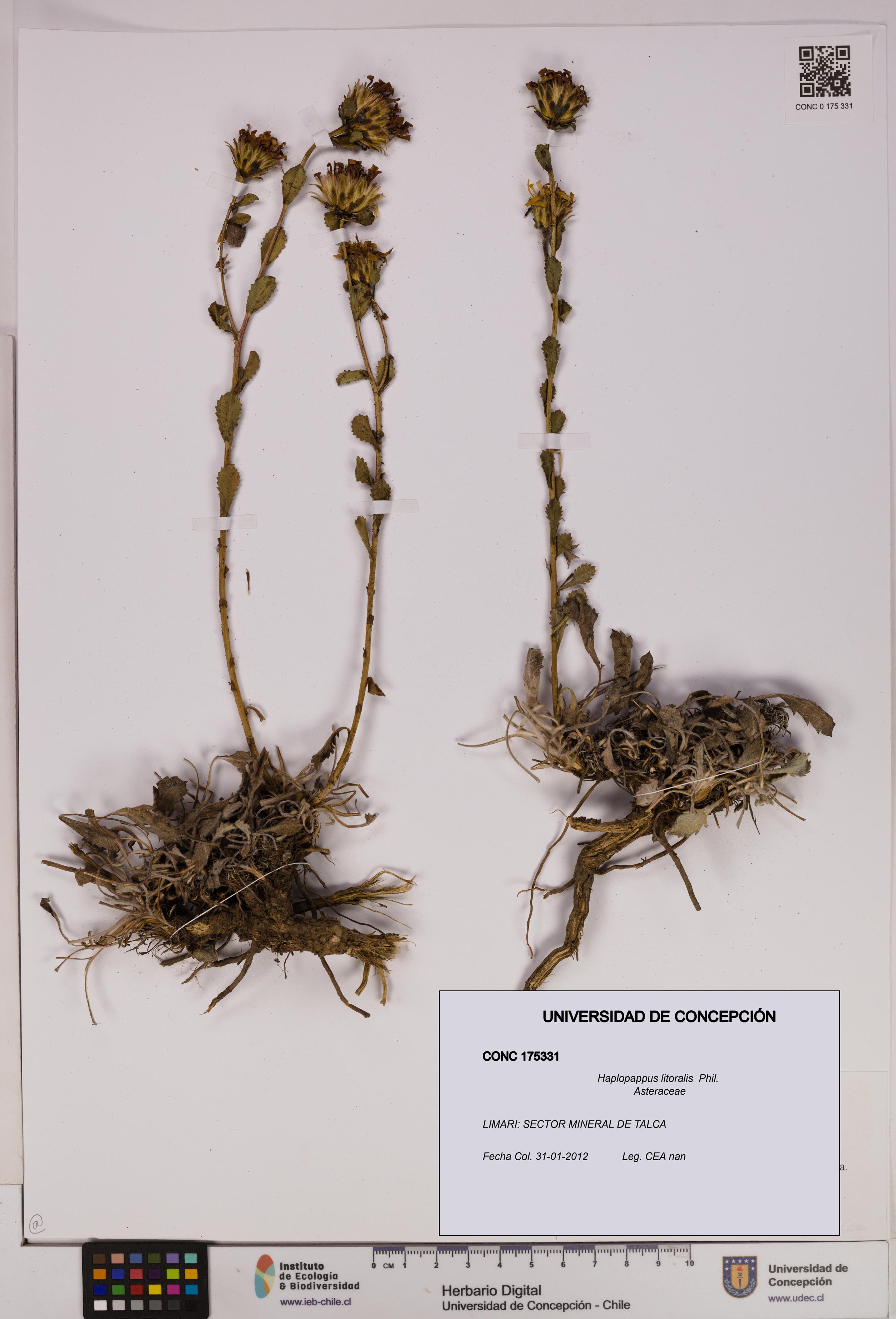Haplopappus litoralis [Espécimen: UDEC:CONC:0175331]