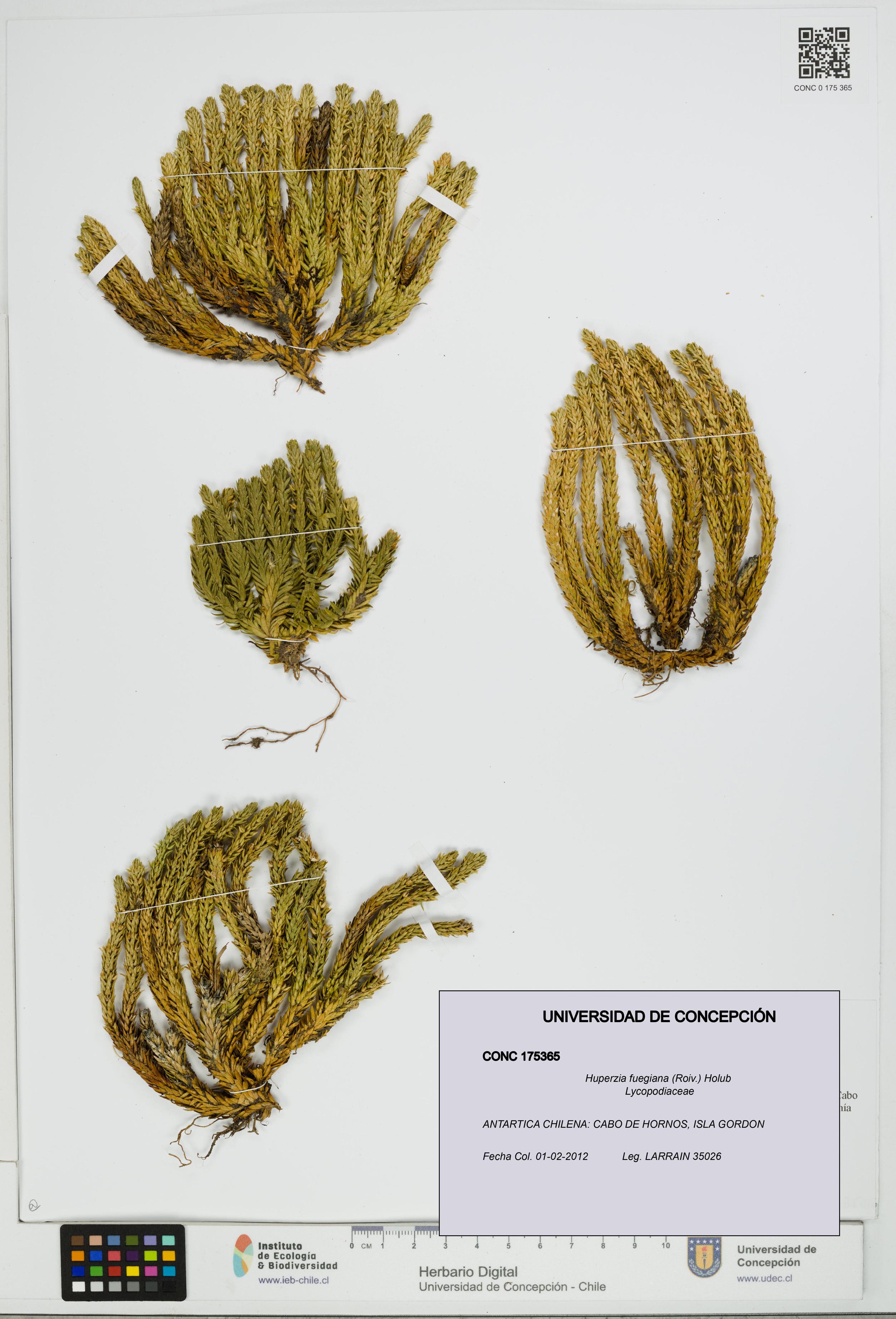 Huperzia fuegiana [Espécimen: ]