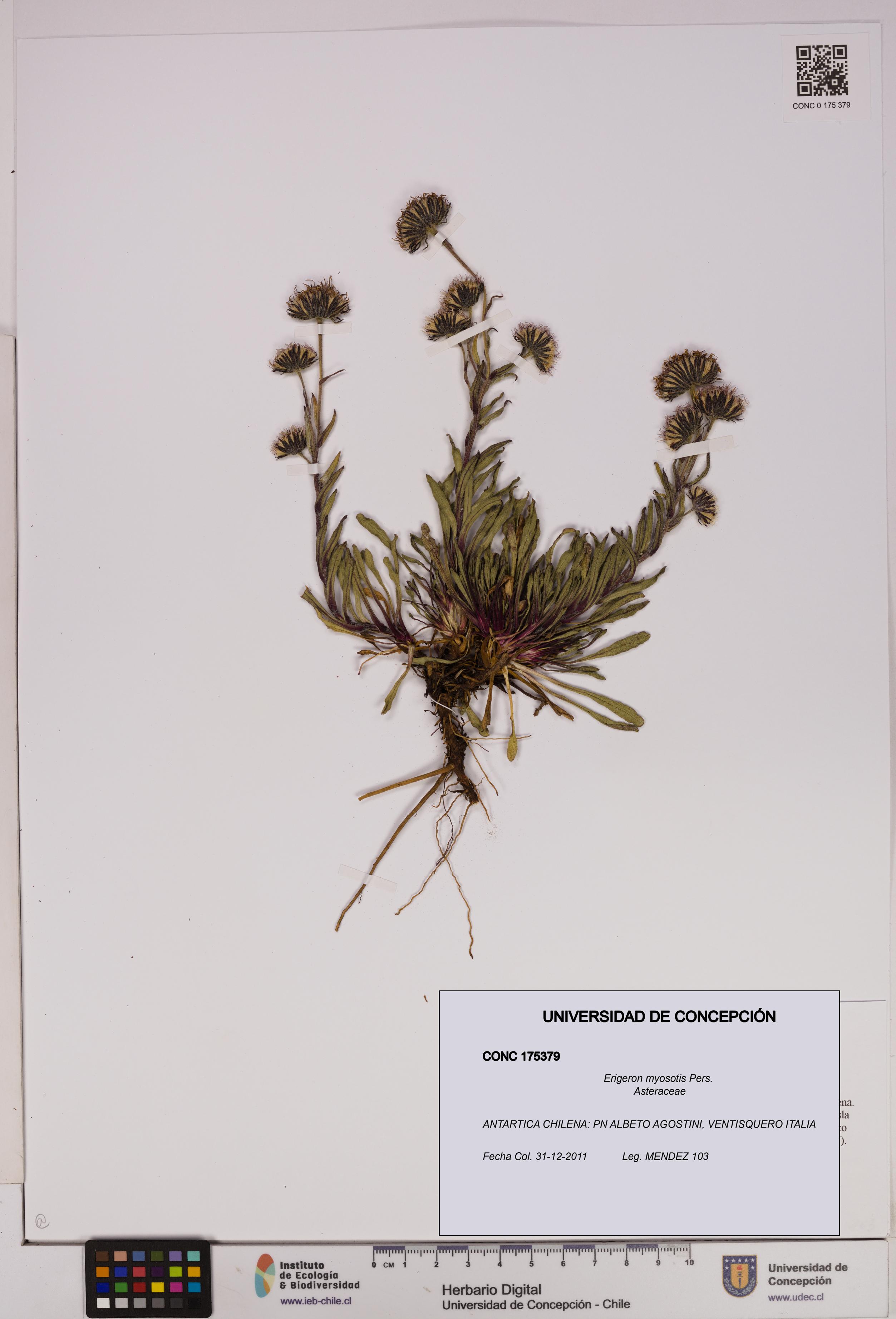 Erigeron myosotis [Espécimen: UDEC:CONC:0175379]