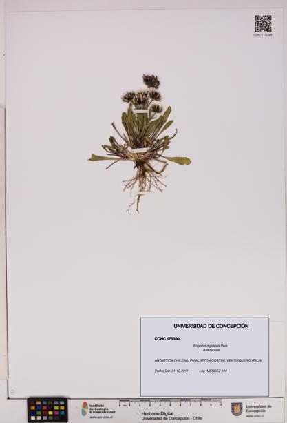 Erigeron myosotis [Espécimen: UDEC:CONC:0175380]