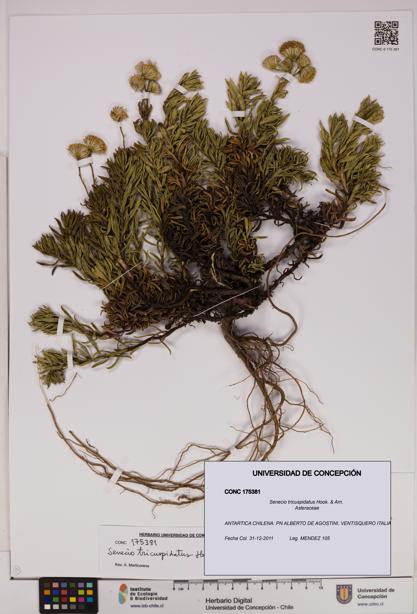 Senecio tricuspidatus [Espécimen: UDEC:CONC:0175381]