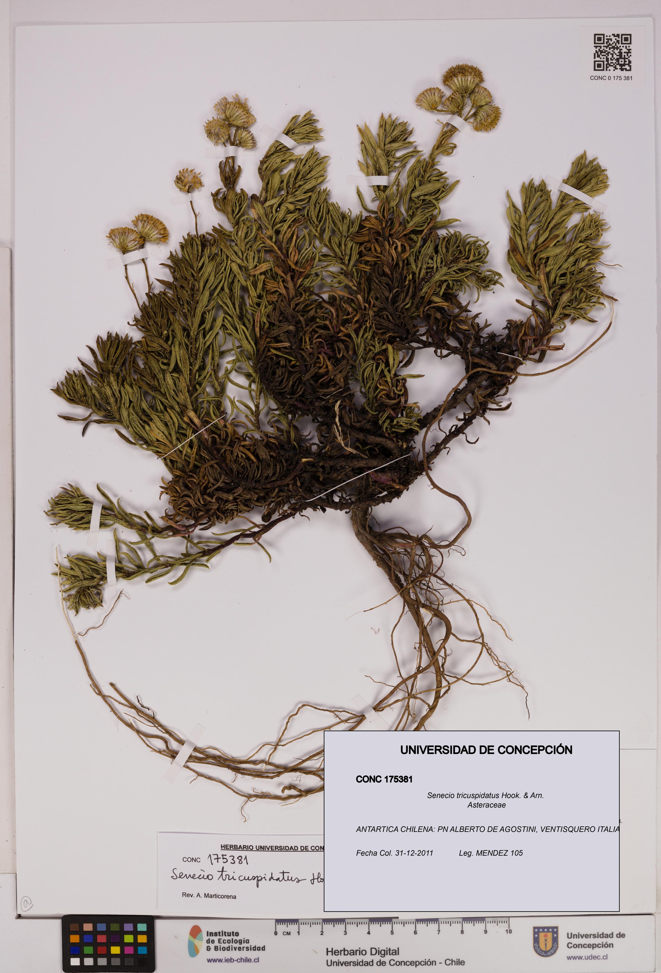 Senecio tricuspidatus [Espécimen: UDEC:CONC:0175381]